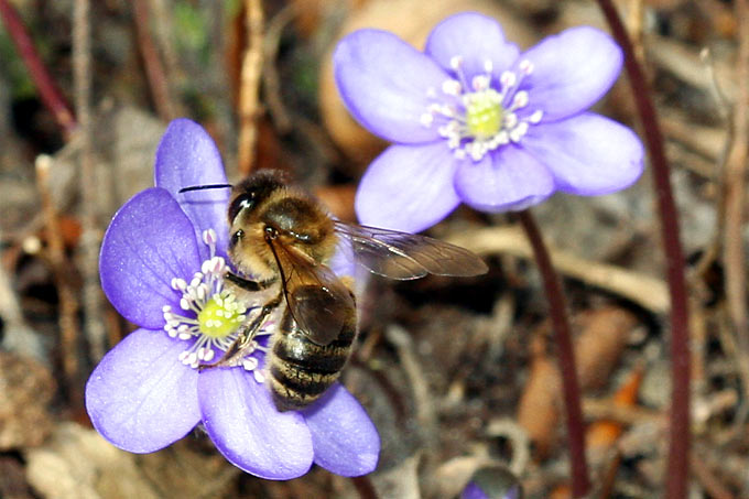 Honigbiene an Leberblümchen - Foto: Helge May