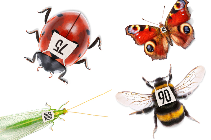 Alle Aktionsinsekten für den Insektensommer - Grafik: NABU