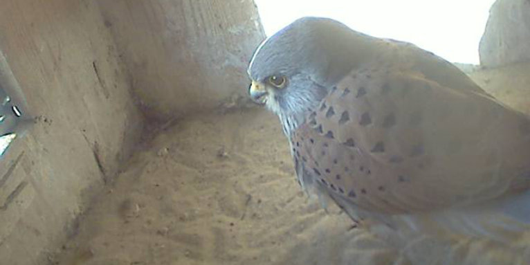 Das Turmfalken-Männchen im Nistkasten - Foto: Webcam