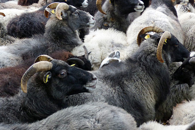 Schnucken und Schafe - Foto: Ronald Kroth