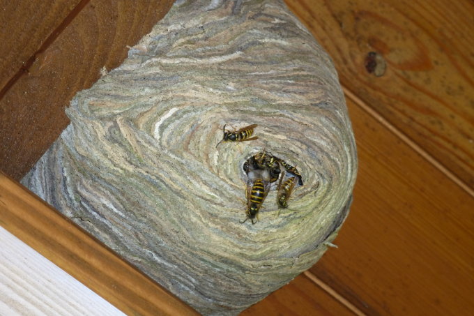 graues Nest der Sächsischen Wespe