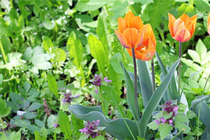 Tulpen im Naturgarten