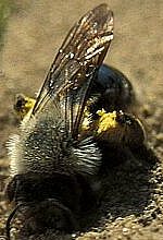 Andrena vaga - eine häufige, koloniebildende Sandbienenart 
