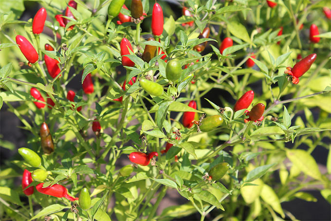 Chili- und Paprika-Samen dürfen im Warmen schon in die Erde – Foto: Helge May