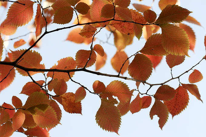 Bergulme in Herbstfärbung - Foto: Helge May
