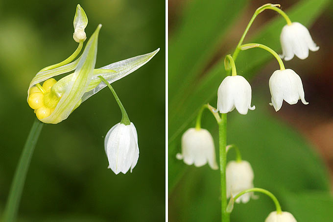 Die Blüten von Wunderlauch (links) und Maiglöckchen im Vergleich - Fotos: Helge May