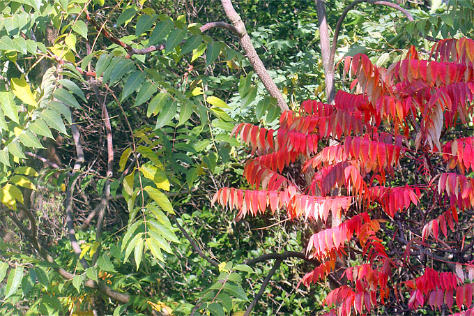 Anders als der Essigbaum (rechts) zeigt der Götterbaum (links) keine spezielle Herbstfärbung - Foto: Helge May
