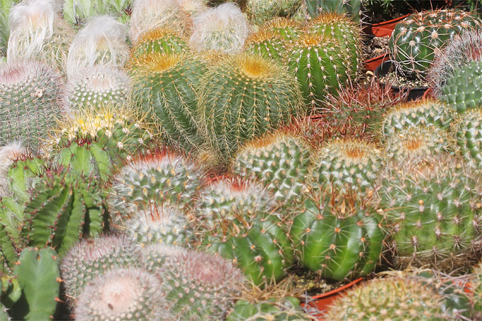 Auch viele Kaktus-Arten lassen sich vermehren – Foto: Helge May