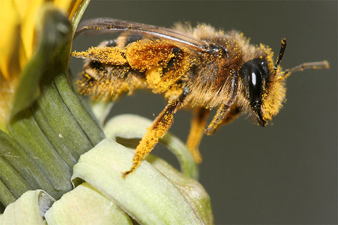Gemeine Sandbiene beim Pollen-Sammeln - Foto: Helge May