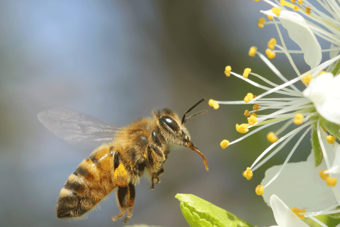 Honigbiene - Foto: Wolfgang Ewert
