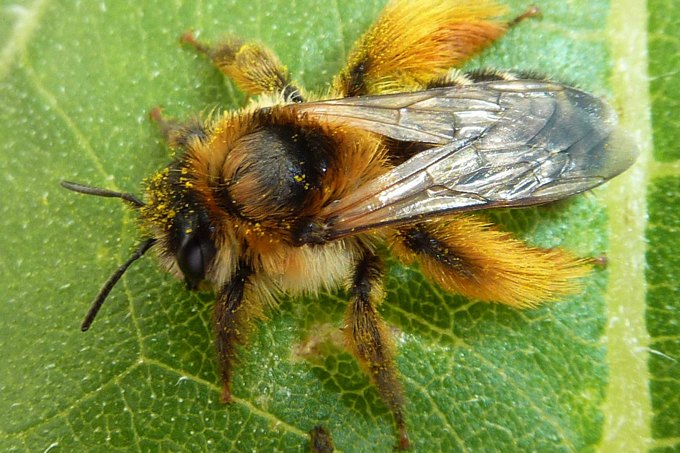 Die Hosenbiene mit ihrer unverwechselbaren Beinbehaarung - Foto: Carsten Pusch