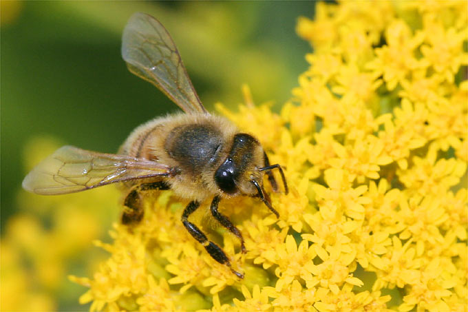 Die Beute der Asiatischen Hornisse besteht zu 80 Prozent aus Honigbienen - Foto: Helge May