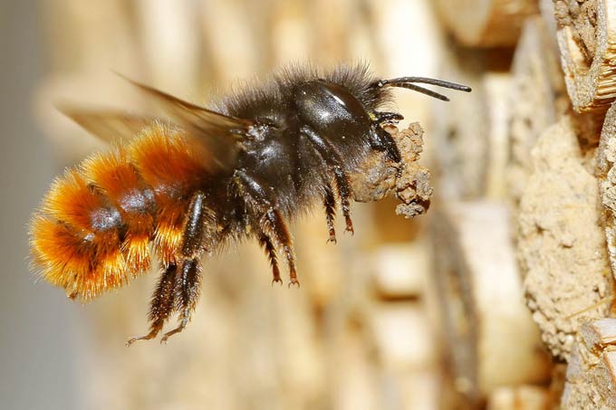 In Berlin könnte die starke Ausbreitung der Gehörnten Mauerbiene mit dem kommerziellen Wildbienen-Handel im Zusammenhang stehen - Foto: Armin Teichmann/www.naturgucker.de