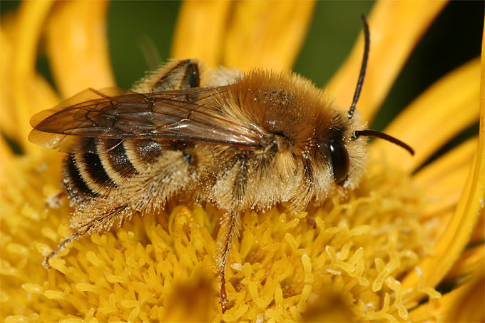 Hosenbienen sammeln bevorzugt Pollen auf Korbblütern - Foto: Helge May