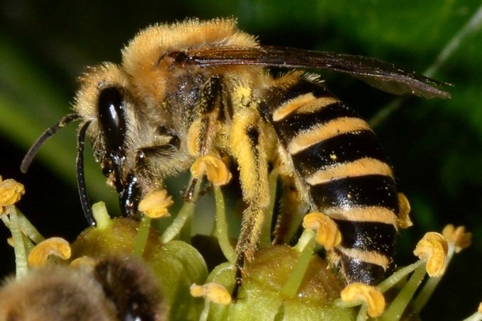 Die fünf gelben Binden sind charakteristisch für die seltene Biene - Foto: Rolf Theodor Borlinghaus / Naturgucker.de