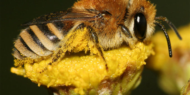 Seidenbiene auf Rainfarn - Foto: Helge May