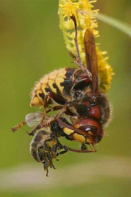 Hornisse frisst erbeutete Biene - Foto: Helge May