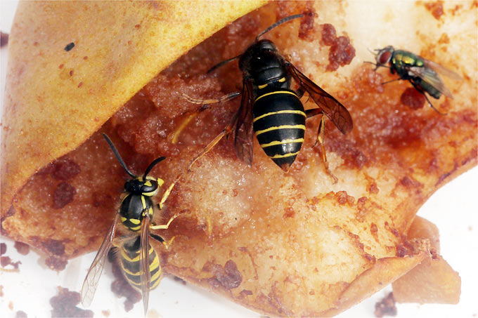 Arbeiterin der Mittleren Wespe (Mitte) mit Gewöhnlicher Wespe und Fliege an Birne - Foto: Helge May