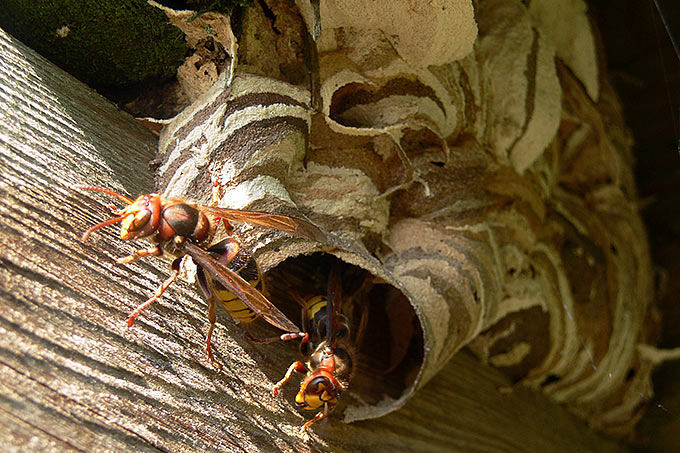 Hornissen am Nest - Foto: Ingo Ludwichowski