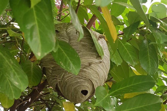 Freihängendes Nest der Mittleren Wespe - Foto: Melanie von Orlow