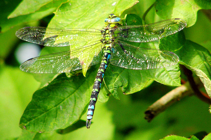 Blaugrüne Mosaikjungfer (Männchen) - Foto: Hermann Rohweder