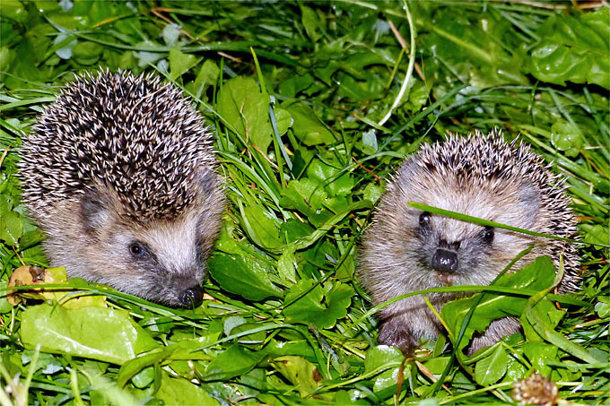 Junger Igel - Foto: Armin Dreisbach/www.naturgucker.de