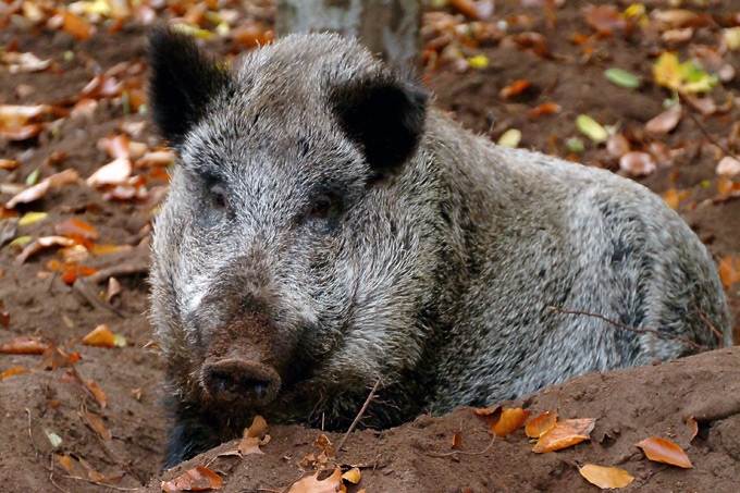 Wildschweine kommen - vor allem in Berlin - ganz gut ohne Futter zurecht - Foto: Helmut Ladenthin