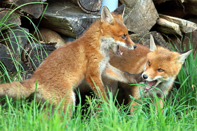 Jungtiere unterwegs: Auf vielen Grünflächen leben Fuchsfamilien - Foto: Frank Derer
