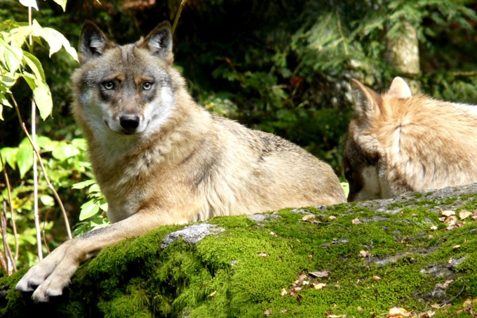 Zwei Wölfe auf einem Felsen