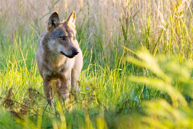 Rüde des Daubitzer Wolfsrudels - Foto: Jan Noack