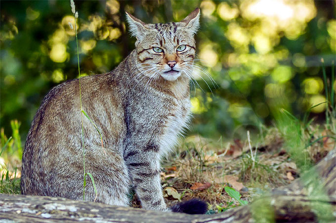 Erste Wildkatzen-Vorkommen gibt es sogar schon in Brandenburg - Foto: NABU/Marco Frank