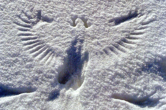 Rabenkrähenspur im Schnee - Foto: Herwig Winter
