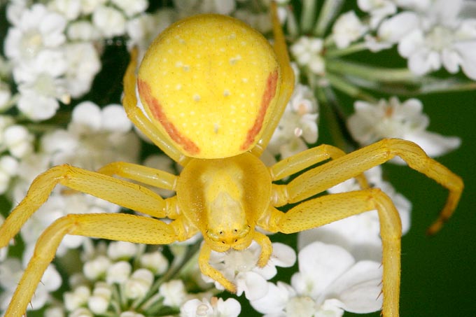 Veränderliche Krabbenspinne auf Wilder Möhre - Foto: Helge May