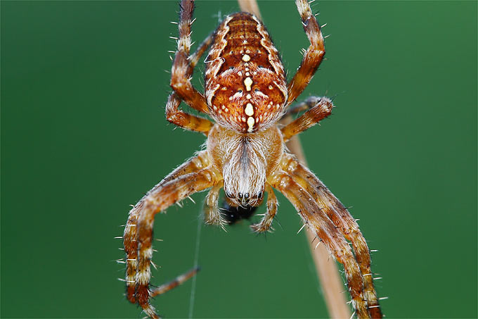 Gartenkreuzspinne - Foto: Frank Derer