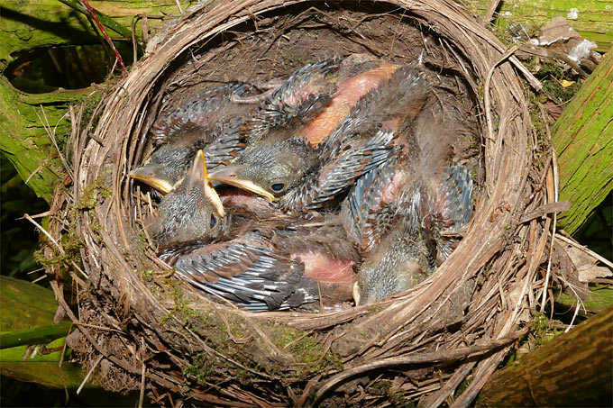 Junge Amseln im Nest - Foto: Joachim Das/www.naturgucker.de