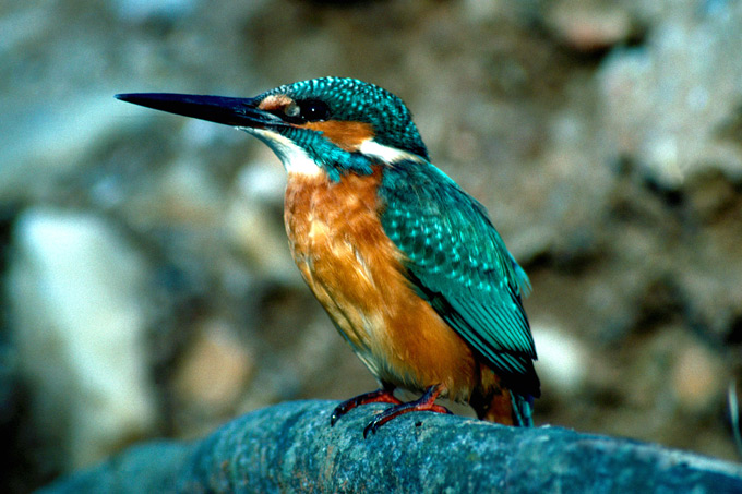 Diesem farbenfrohen Vogel kann man im Tegeler Fließtal begegnen. - Foto: Martin Semisch