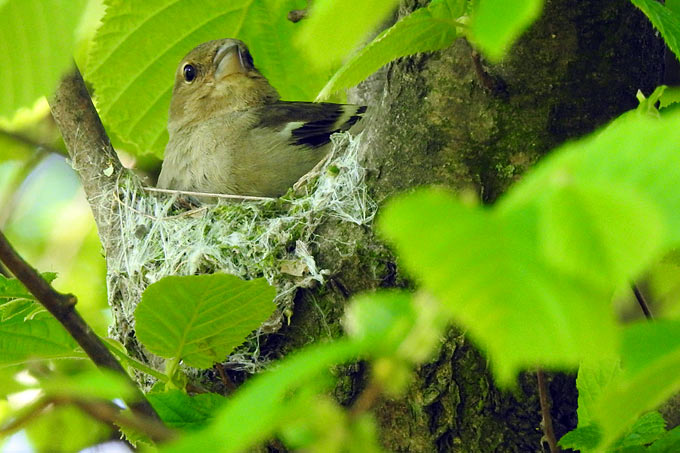 Buchfink im Nest - Foto: Carolin Zimmermann/www.naturgucker.de