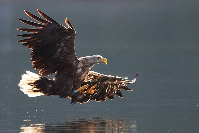 Seeadler in der freien Natur - Foto: RSPB-Images