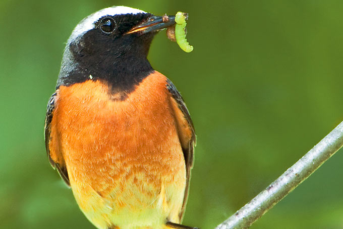 Wo Raupen sind, sind auch Singvögel. Dieser Gartenrotschwanz hat Futter für den Nachwuchs besorgt - Foto: Birdpictures/Rosl Rößner