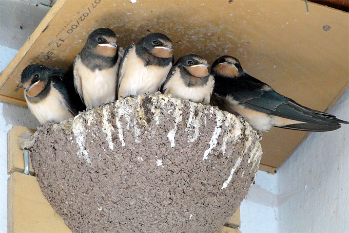 Junge Rauchschwalben im Nest - Foto: NABU/Ingrid Marquardt