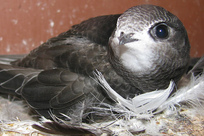 Mauersegler im Nest - Foto: D. Erlenbach