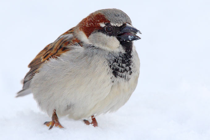 Wieder führt der Haussperling das Ranking der Wintervogelzählung in Berlin an - Foto: Frank Derer