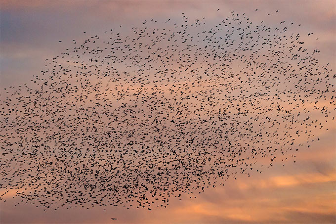 Starenschwarm mit mehreren tausend Vögeln - Foto: Thomas Schwarzbach/www.naturgucker.de