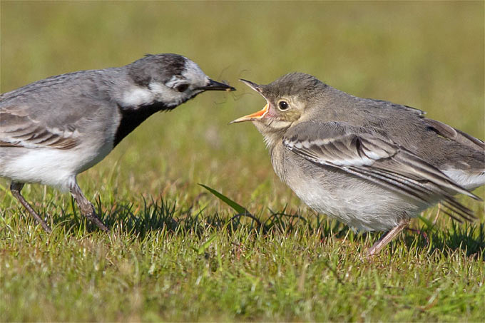 Die Jungvögel werden weiter von Ihren Eltern versorgt. Hier füttert eine Bachstelze ihr Junges - Foto: NABU/Andreas Trepte
