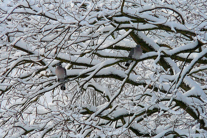 Ringeltauben im Winter - Foto: NABU/Sabine Fedder