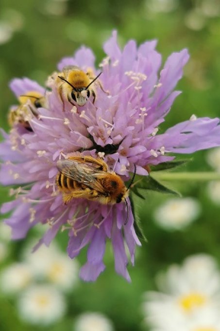 Wildbienen auf Witwenblume