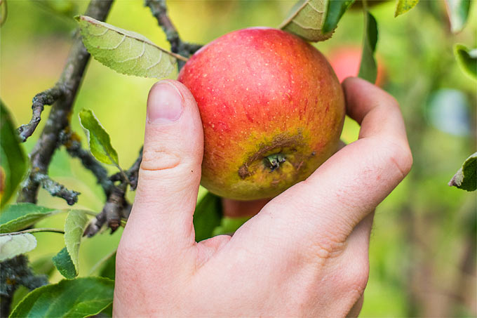 Ob es ein gutes oder schlechtes Apfeljahr ist, zeigt sich spätestens im September - Foto: NABU/Sebastian Hennigs