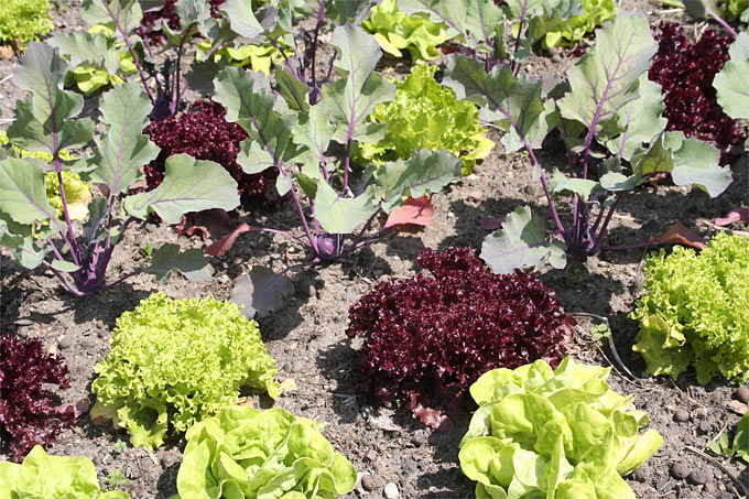 die ersten Salatköpfe und Kohlrabiknollen können im Mai geerntet werden - Foto: Helge May