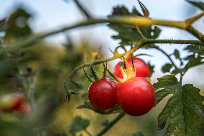 Tomatenpflanze - Foto: Davor Denkovski / Unsplash