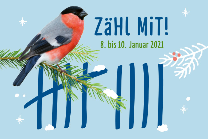Stunde der Wintervögel 2021 - Grafik: publicgarden/Mathias Schäf (Gimpel)